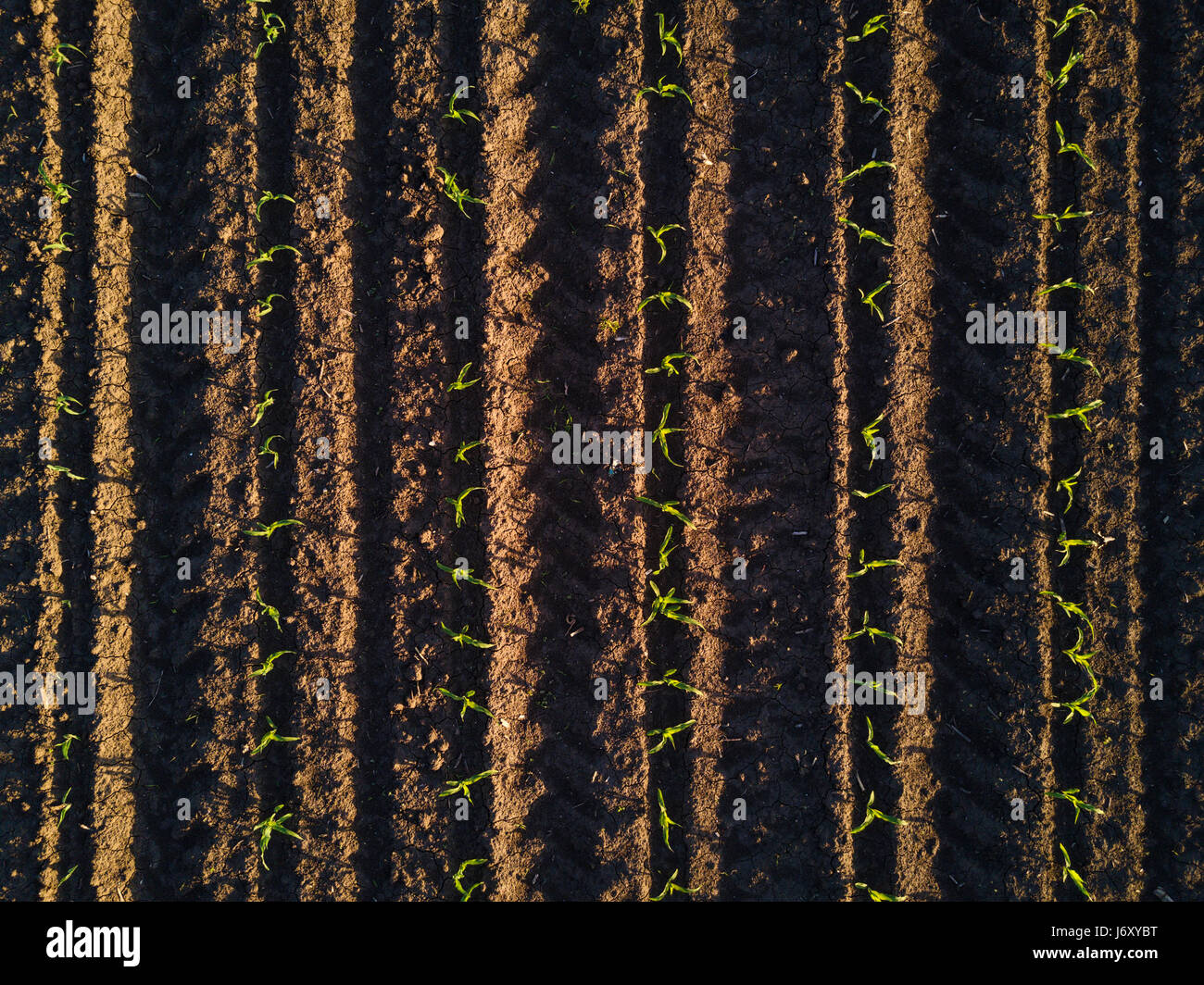 Luftaufnahme des angebauten Mais Furchen, Mais ernten im Feld Drohne pov Stockfoto