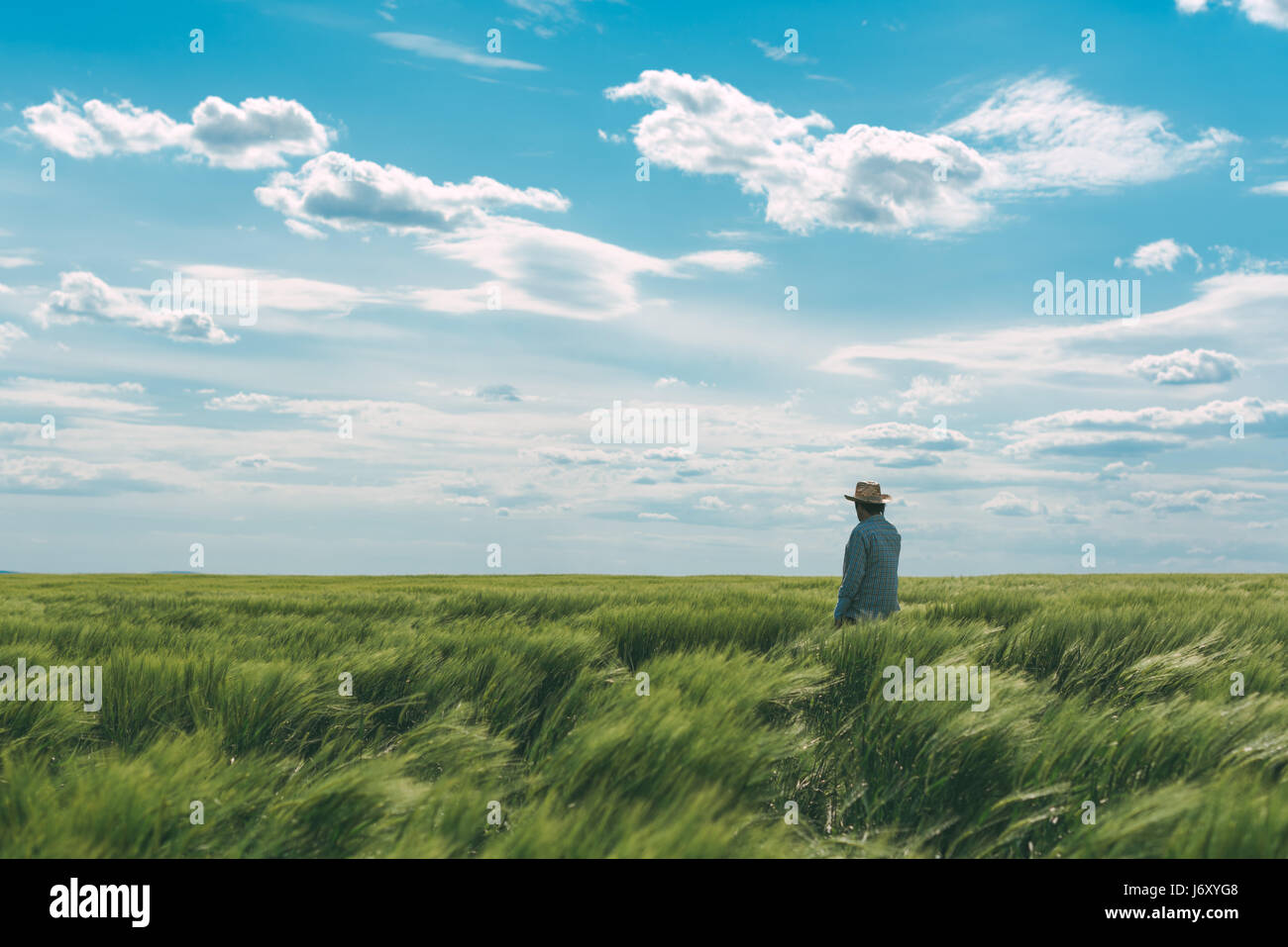 Landwirt zu Fuß durch ein grünes Weizenfeld an windigen Frühlingstag und Getreide zu prüfen Stockfoto