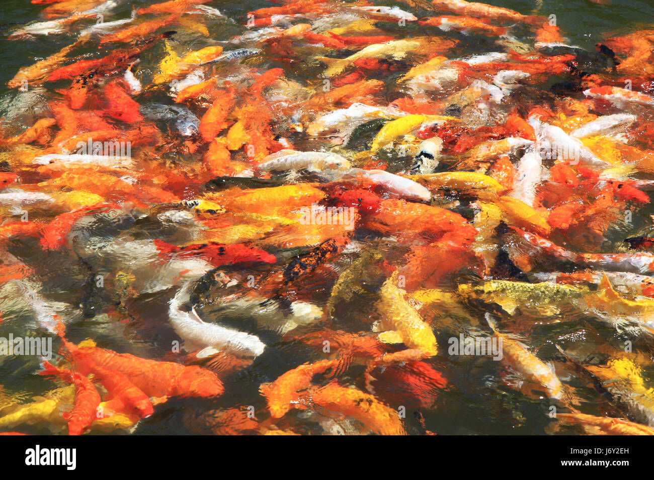 Goldfisch Stockfoto