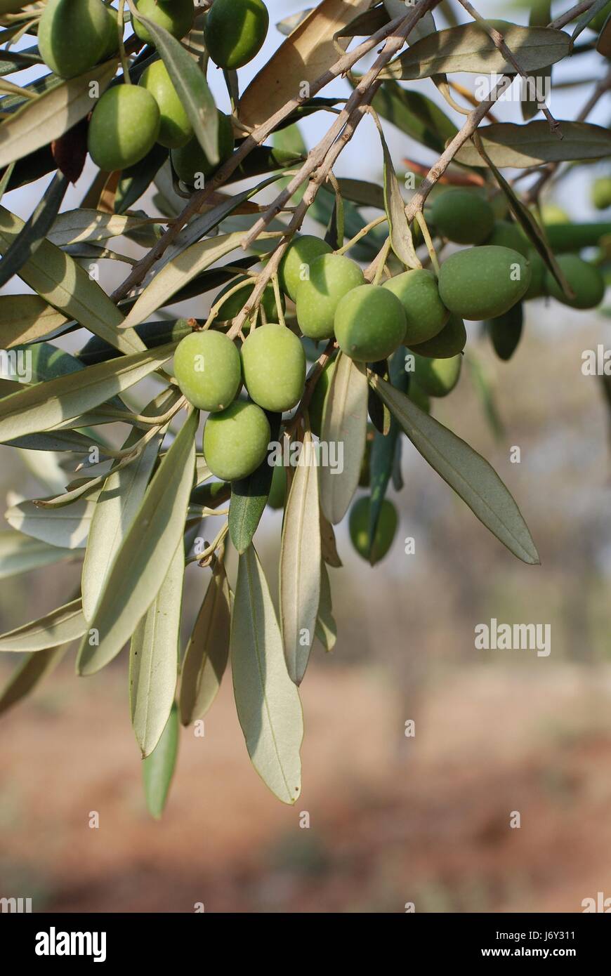 Grner Baum Bume hngen Israel Oliven Oliven Olivenbaum essen  Nahrungsmittel Makro Stockfotografie - Alamy
