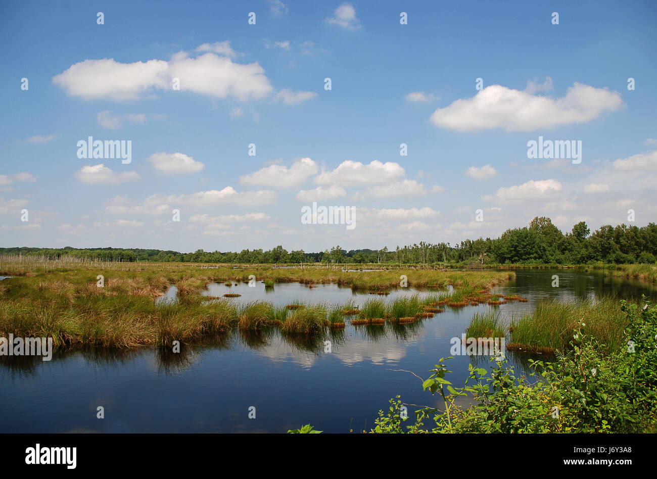 Sumpf, Moor Süßwasser Teich Wasser See Binnengewässer Teiche Landschaft Landschaft Stockfoto