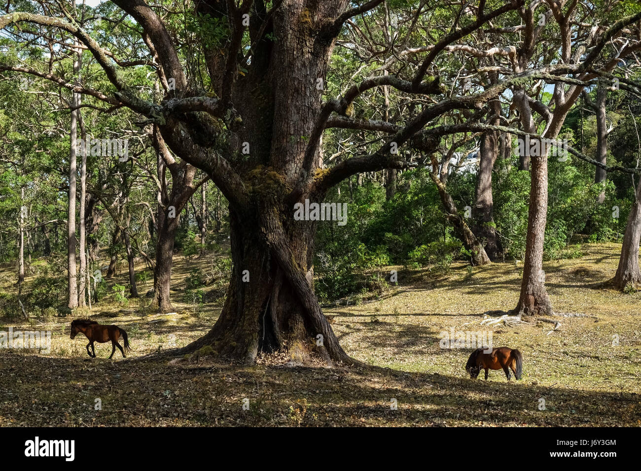 Timor-Ponys grasen unter einem großen Baum in trockenen Landschaft am Fuße. Stockfoto
