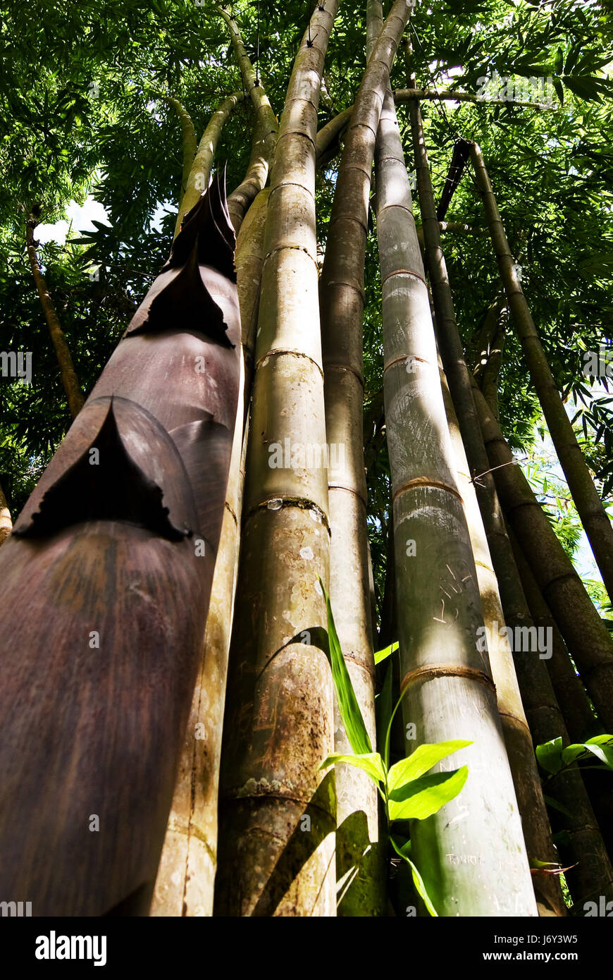Bambus hohe Höhe Höhe Höhe Höhe große große enorme extrem leistungsfähige Stockfoto