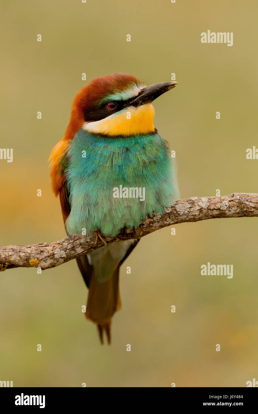 Porträt einer bunter Vogel an der Seite suchen Stockfoto