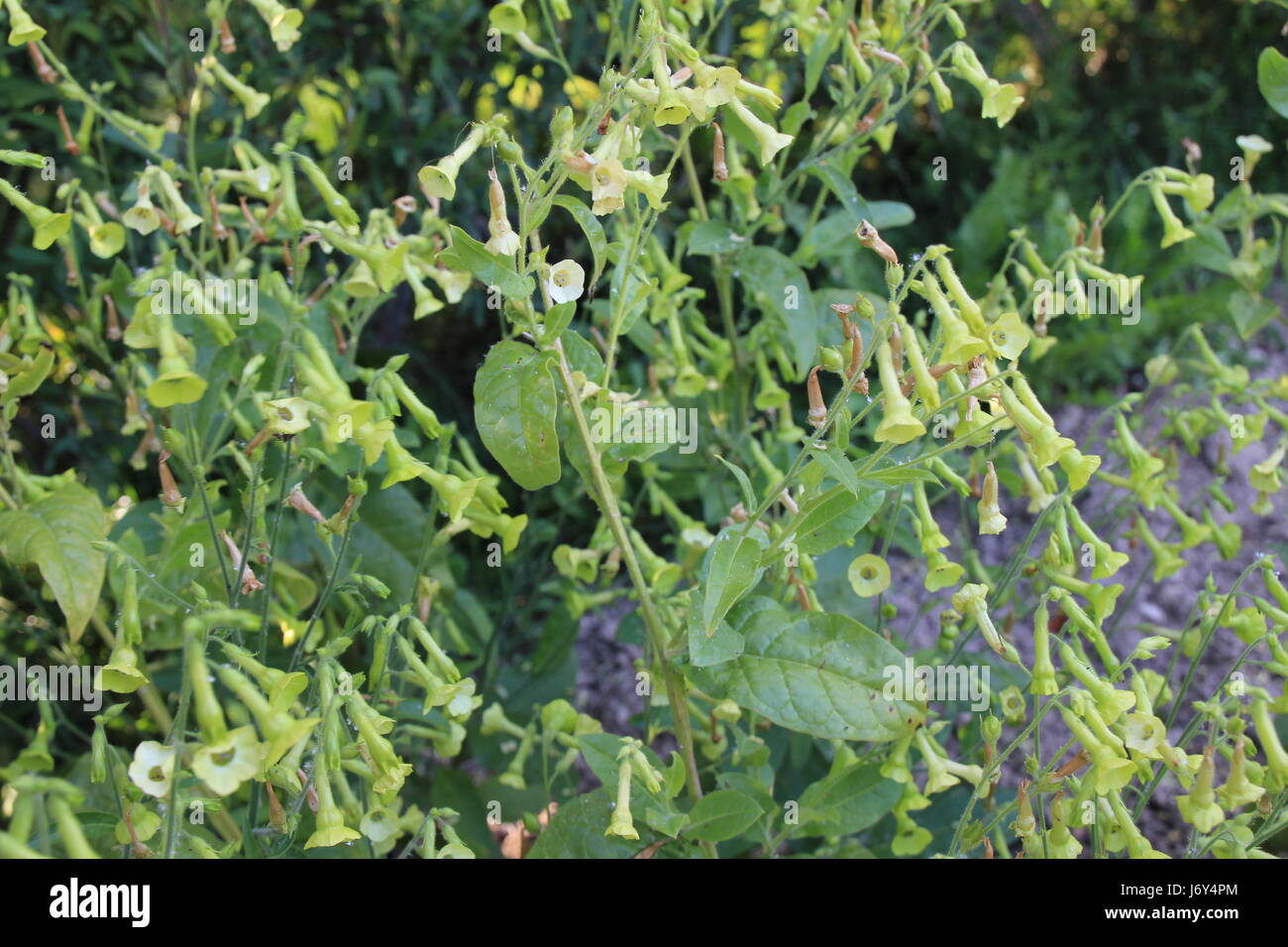 Blume Pflanze Produktion selten Tabak Raucher Hauch Rauch Rauchen von  Zigaretten Stockfotografie - Alamy