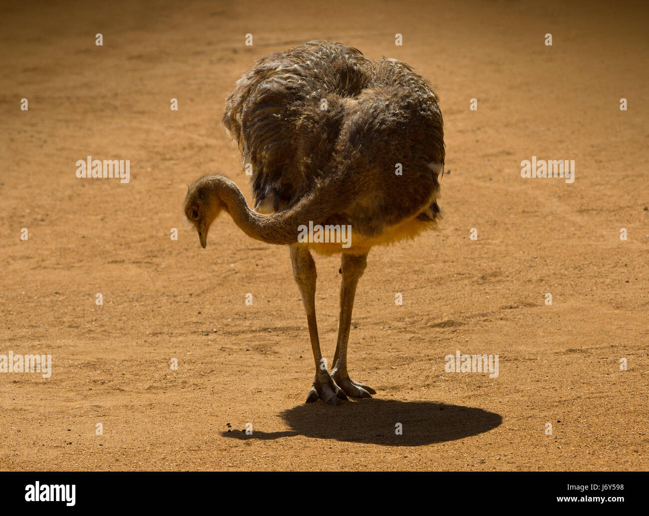 Von Darwin Rhea Nahrungssuche in einer trockenen, sandigen Landschaft Stockfoto