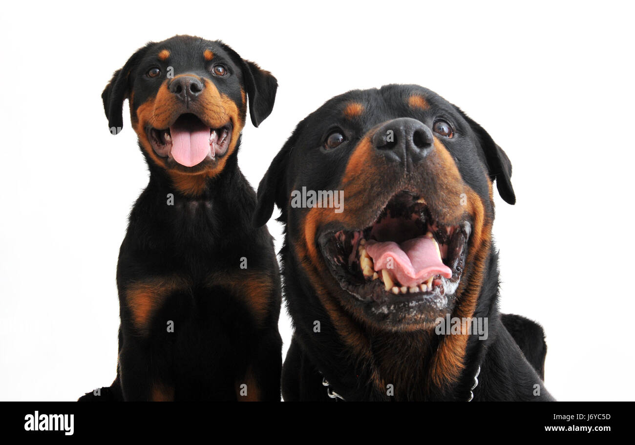 Tier Haustier Hund Welpen Rottweiler zwei Freundschaft Säugetier schwarze dunkelhäutige kohlschwarze Stockfoto