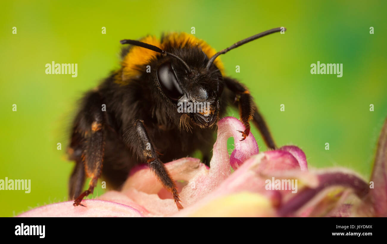 Bumblebee sammeln Nektar aus einer Blume Stockfoto