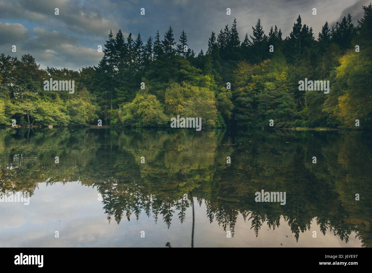 Eine klare Gewässer im Vordergrund umgeben einen üppigen grünen Wald am Horizont, mit schönen Spiegelungen der Bäume auf dem Wasser. Stockfoto