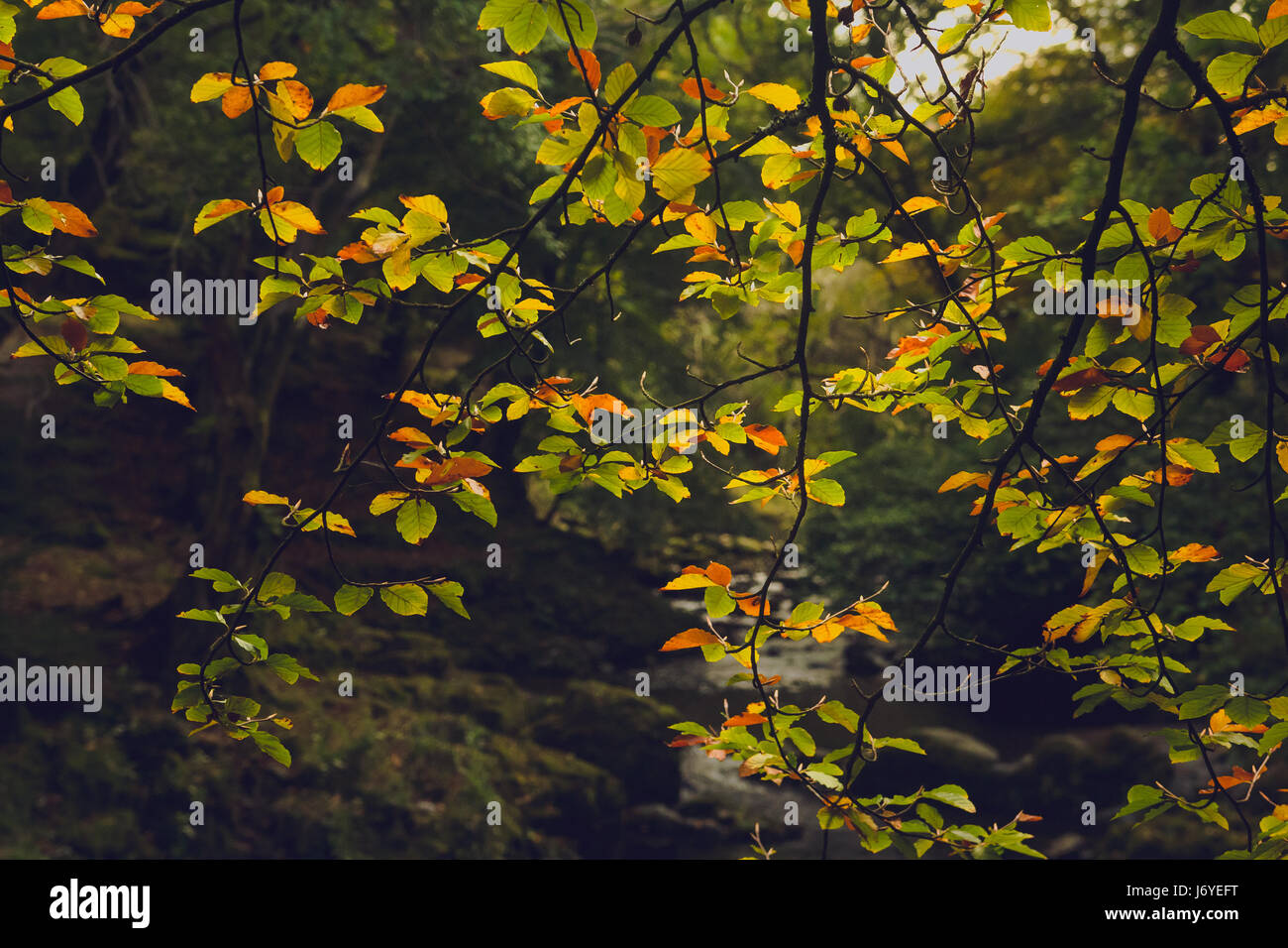 Eine Gruppe von grünen und gelben farbigen Blätter im Vordergrund, mit Blick auf einen klaren Bach Wasserkörper mit grünen Wald im Hintergrund. Stockfoto