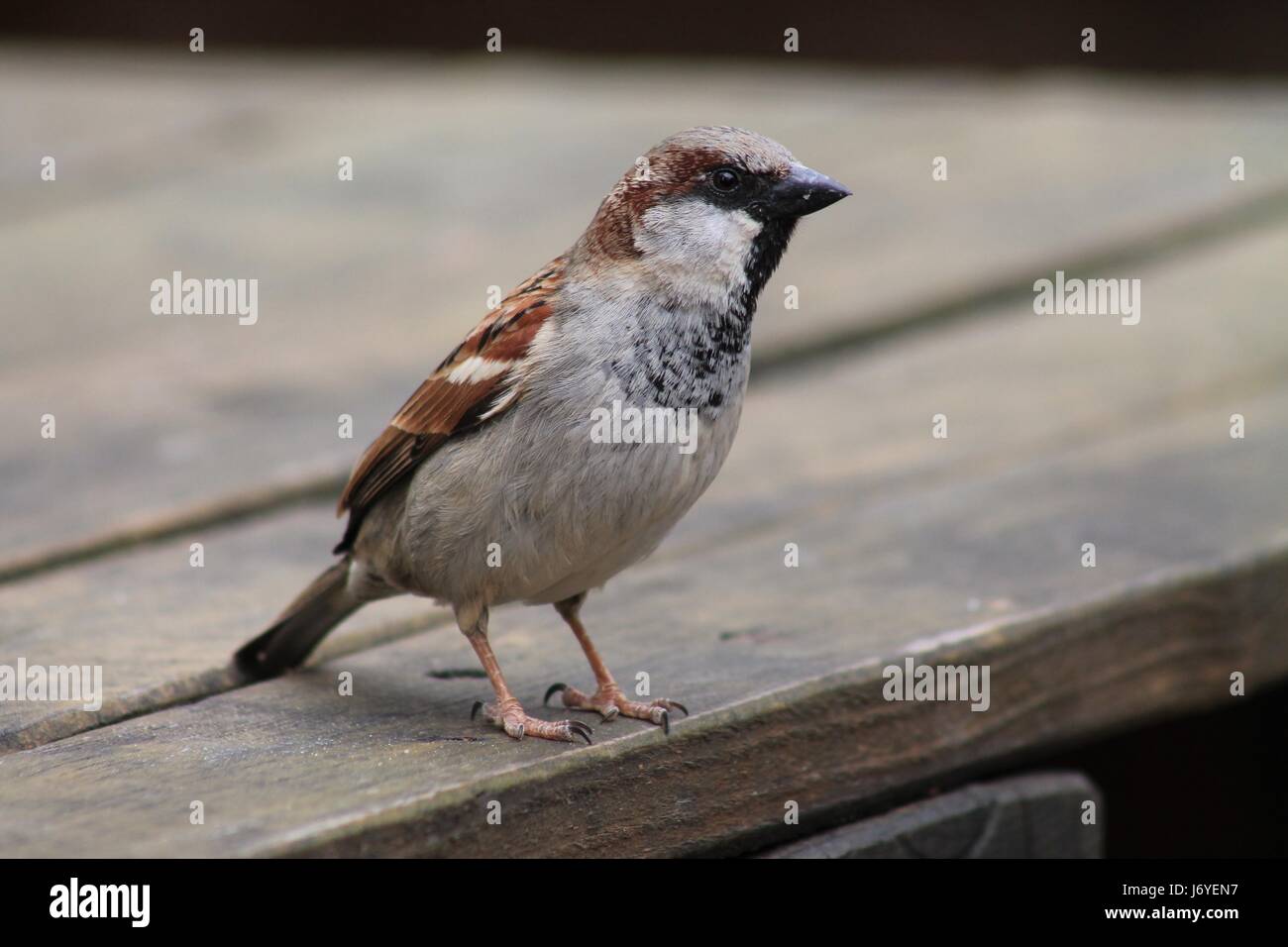 Haussperling Stockfoto