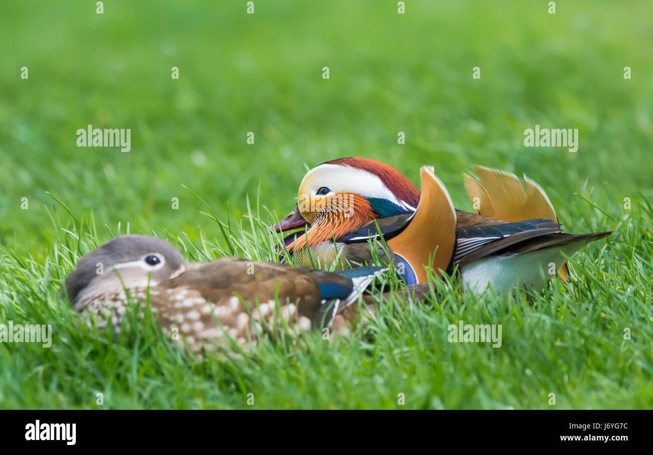 Drake & Henne Mandarineenten. Paar Mandarinenten (Aix Galericulata) in der Paarung Gefieder auf Rasen im späten Frühjahr in West Sussex, England, UK. Stockfoto