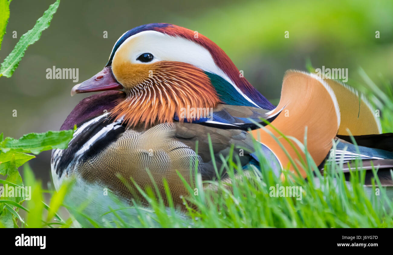 Aix Galericulata (Mandarin Duck) Drake in der Paarung Gefieder Verlegung auf dem Rasen im späten Frühjahr/Anfang Sommer in West Sussex, England, UK. Stockfoto