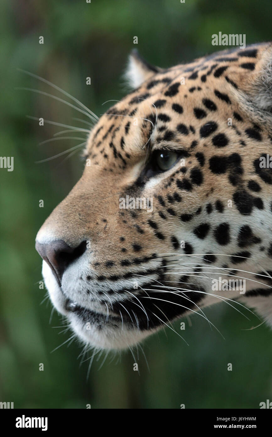 Makro Nahaufnahme Makro Aufnahme hautnah Ansicht Säugetier Porträt große Katze Katzen Stockfoto