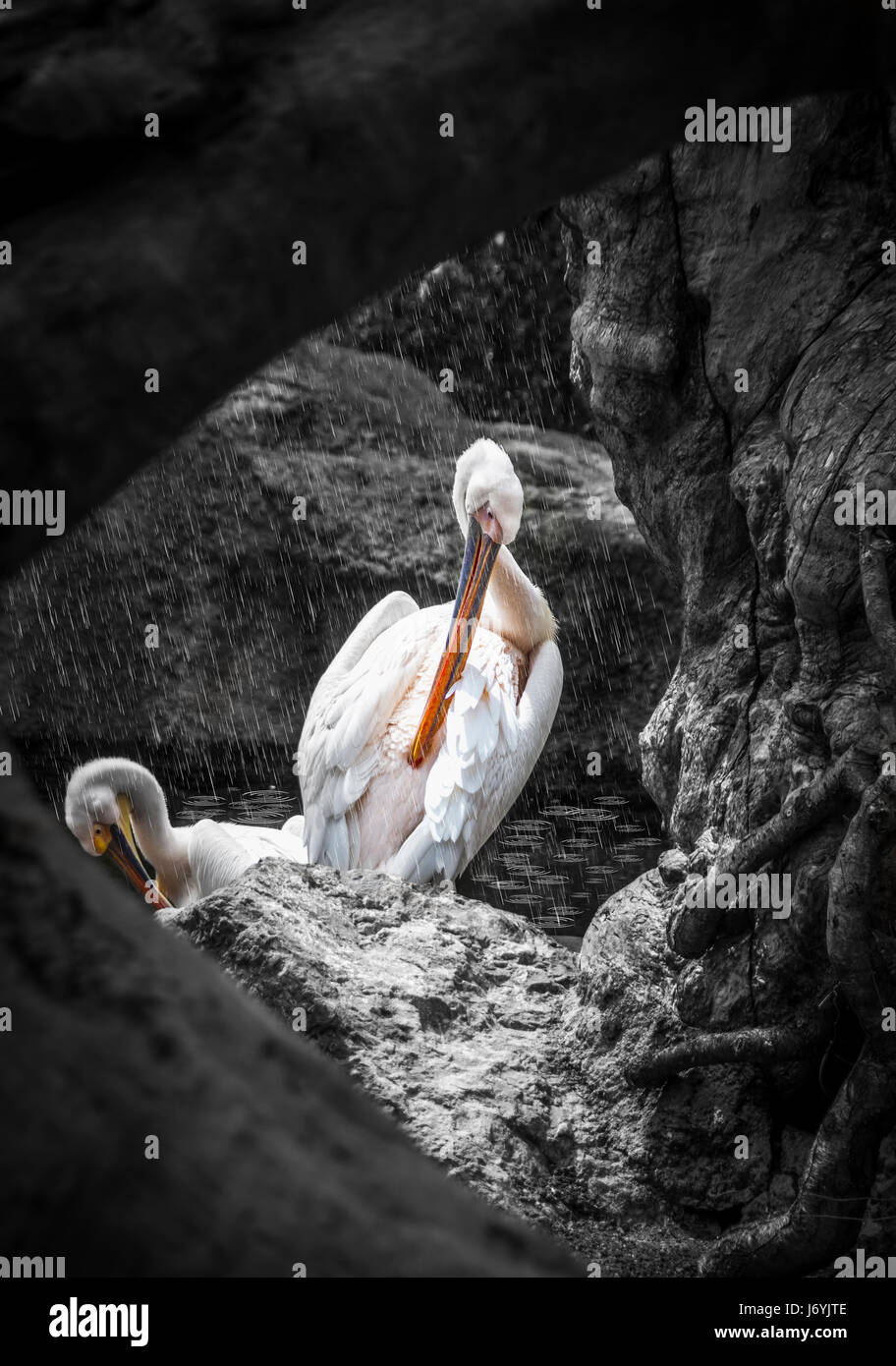 Der Pelikan und der Regen Stockfoto