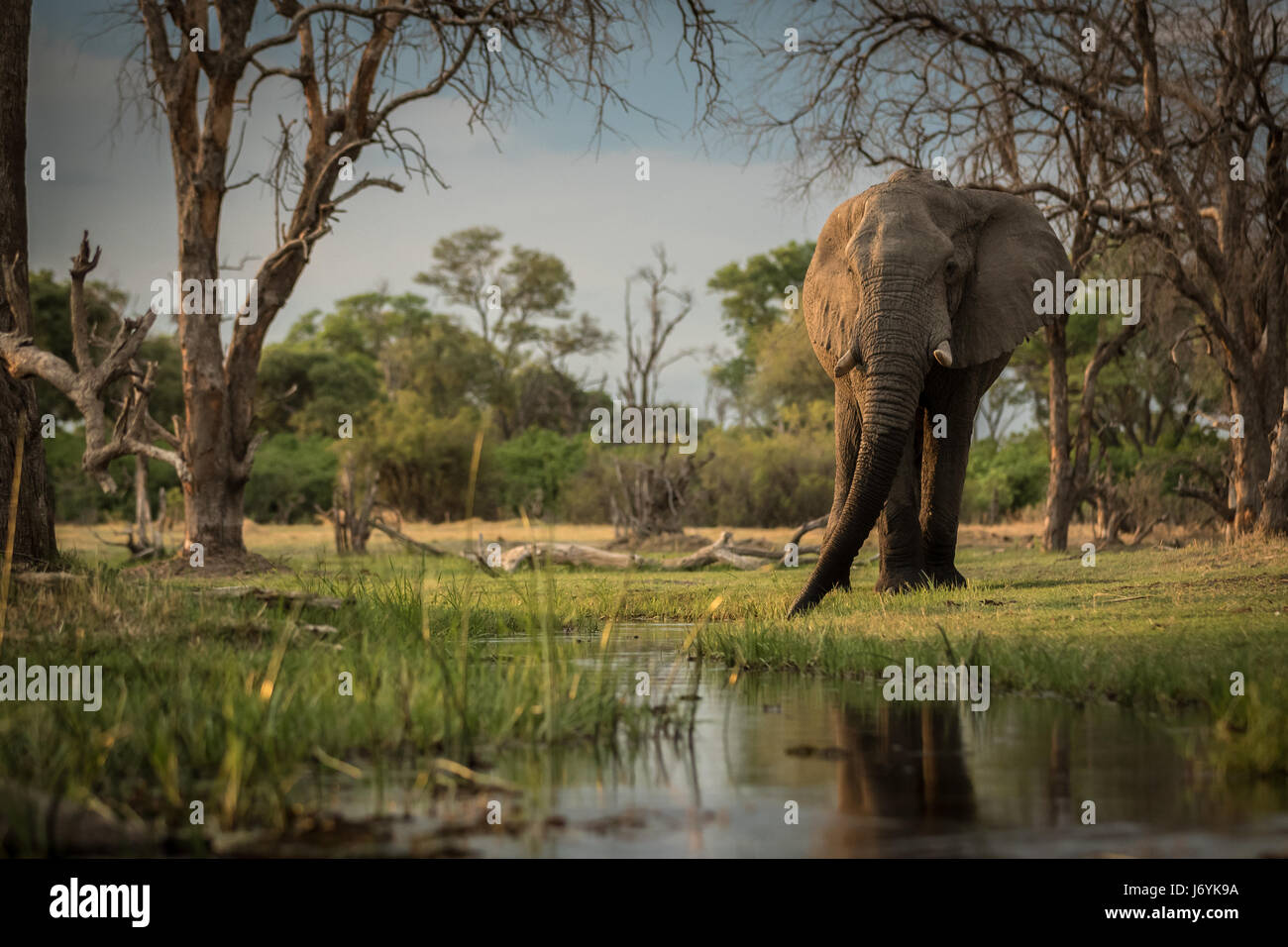 Afrikanischer Elefant trinken bei Sonnenuntergang in das Okavango Delta, Botswana Stockfoto