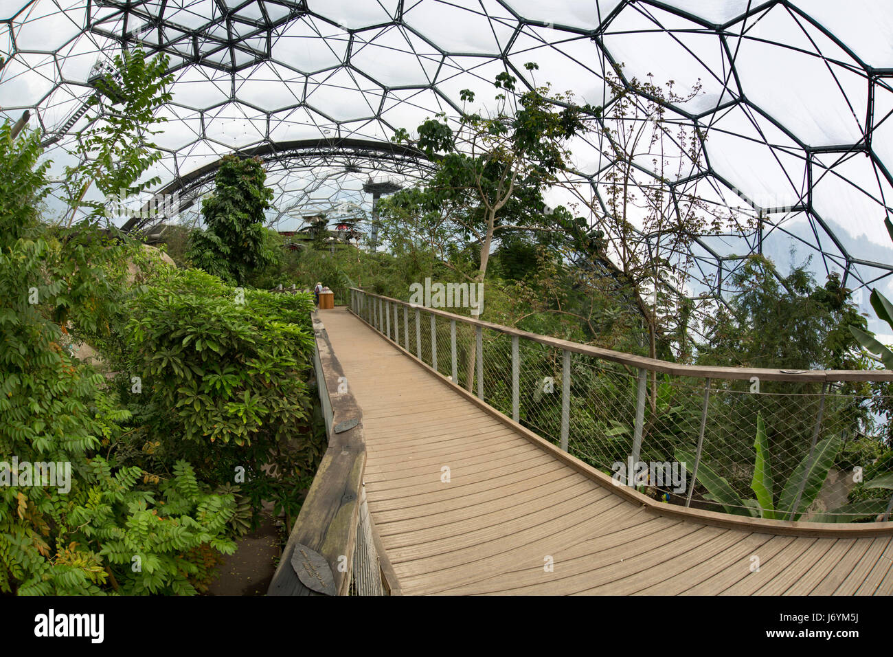 Großbritannien, Cornwall, St Austell, Bodelva, Eden Project, Rainforest Biome, erhöht Spazierweg durch tropischer Vegetation Stockfoto