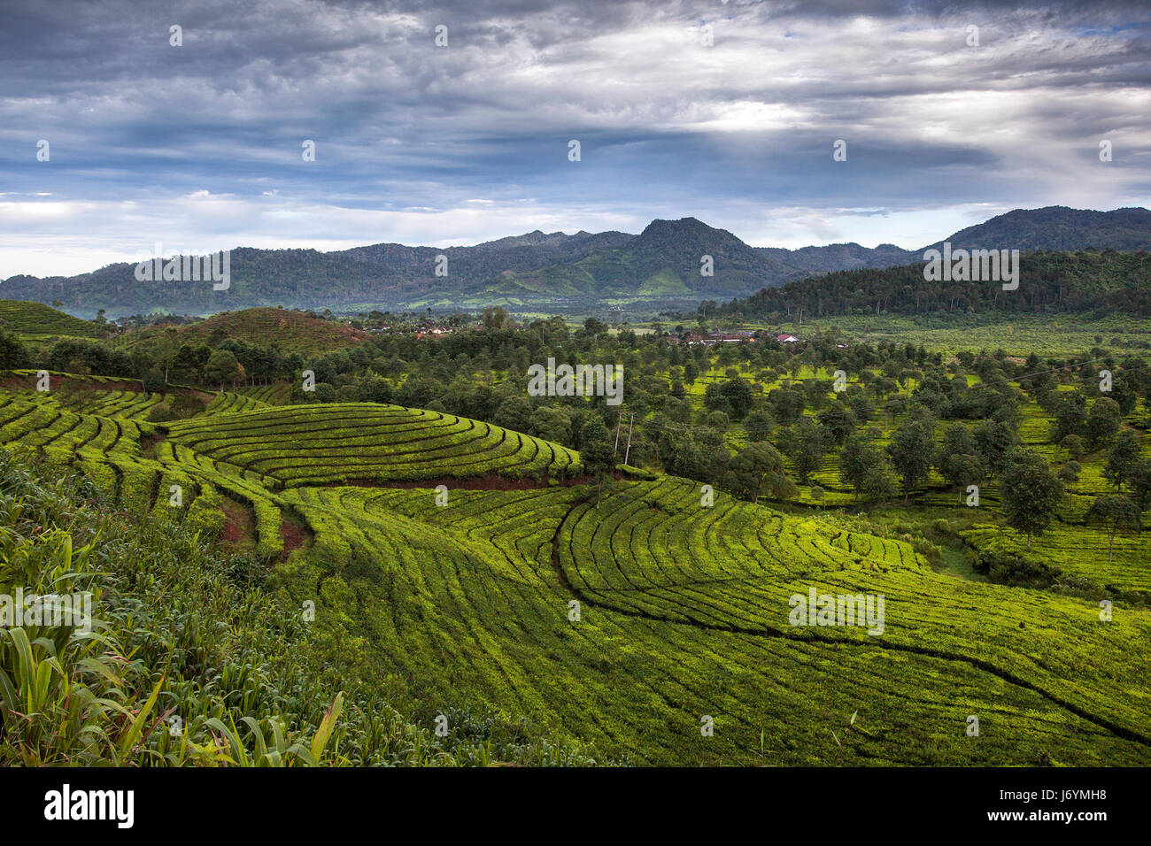 Tee-Plantage, Ciwidey, Bandung, West-Java, Indonesien Stockfoto
