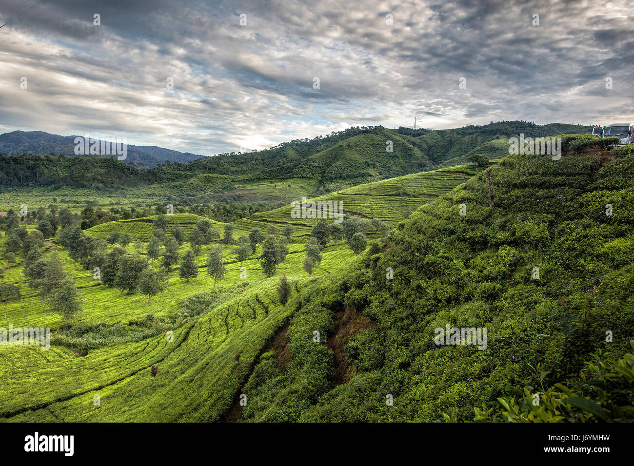 Tee-Plantage, Ciwidey, Bandung, West-Java, Indonesien Stockfoto
