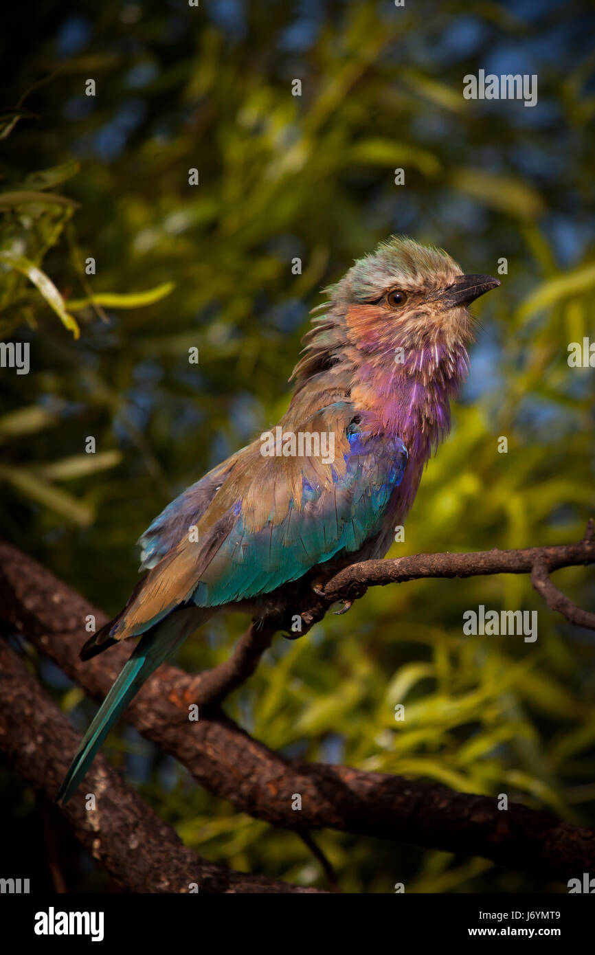 Lilac Breasted Roller Vogel, Südafrika Stockfoto