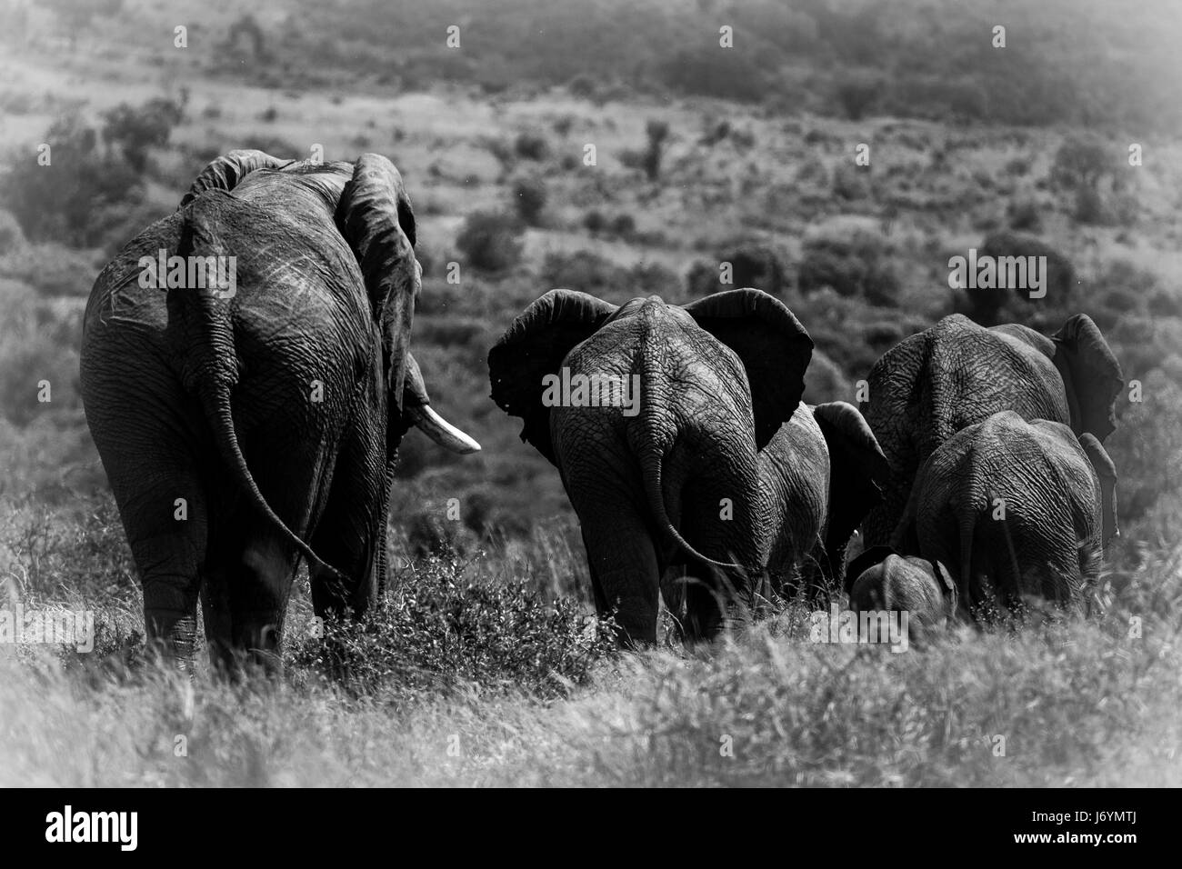 Rückansicht des eine Herde Elefanten, Südafrika Stockfoto