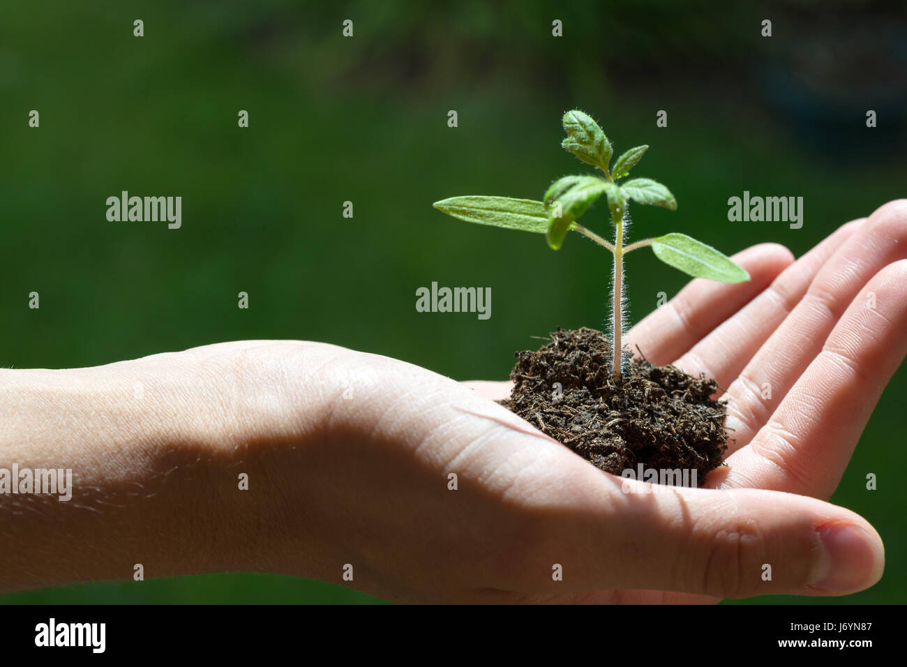 Hand, die eine wachsende junge Pflanze, grüner Hintergrund, neues Leben, Gartenbau, Umwelt und Ökologie-Konzept Stockfoto