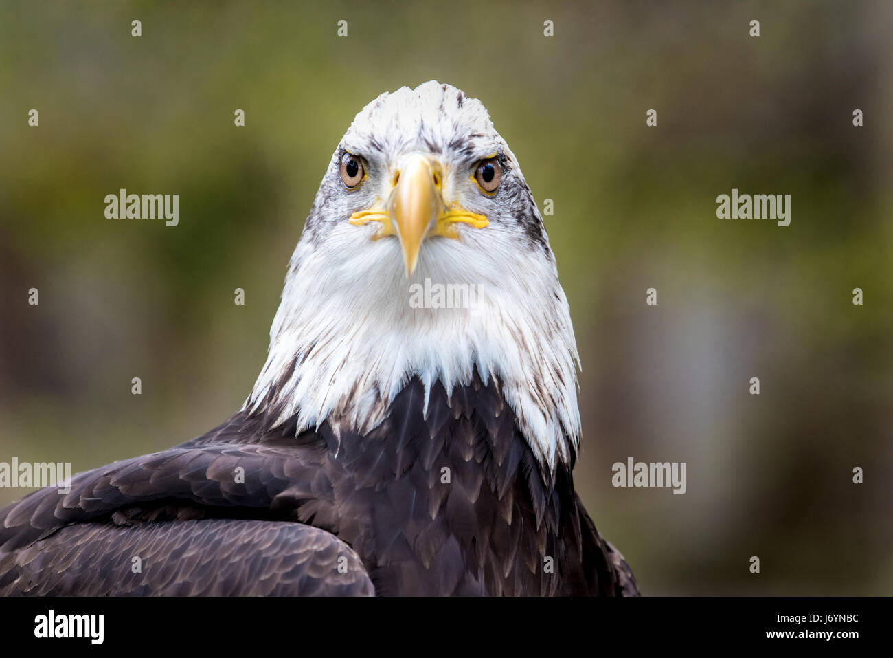 Porträt von einem Weißkopfseeadler, Britisch-Kolumbien, Kanada Stockfoto