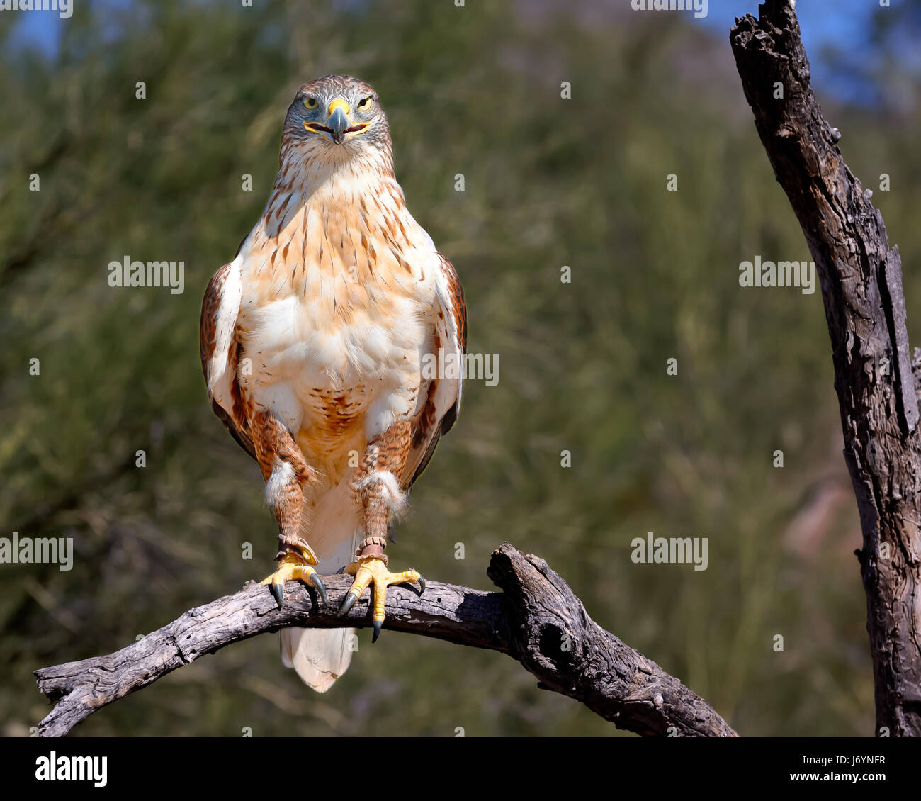 Red Tailed Hawk, Saguaro National Park, Tucscon, Arizona, Usa Stockfoto
