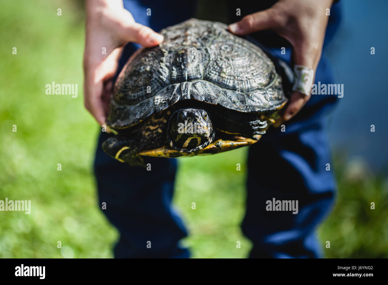 Junge hält eine Schildkröte Stockfoto