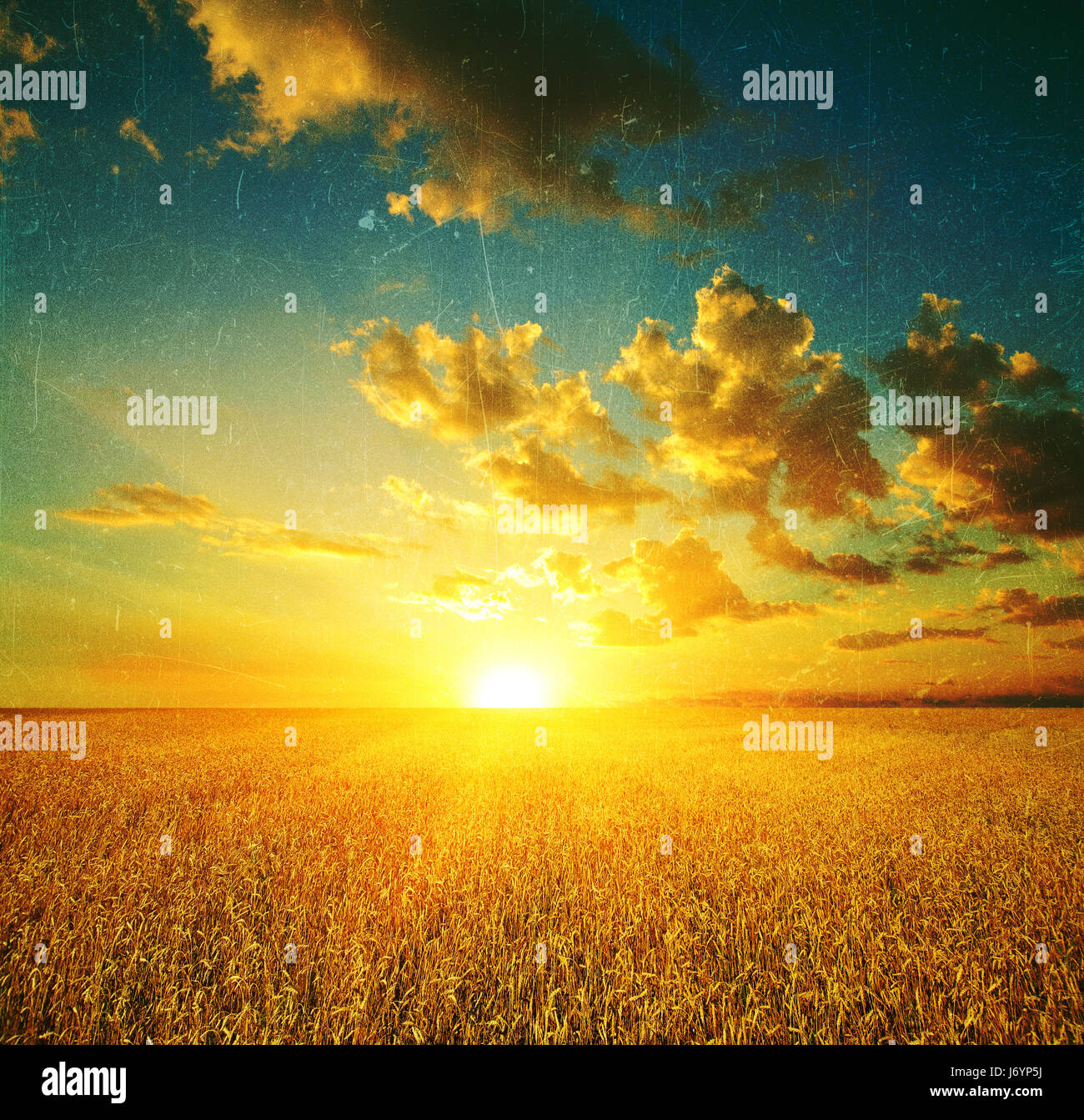 Landschaft, Retro-Effekt Filmbild, Weizenfeld bei Sonnenuntergang in der Sonne Stockfoto