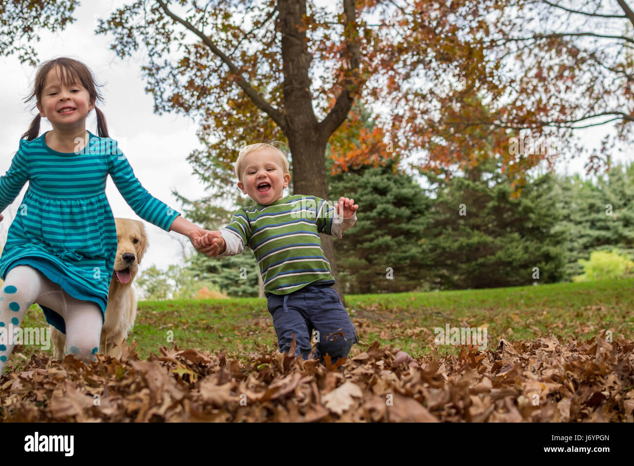 Mädchen, jungen und golden Retriever Hund spielen im Herbstlaub Stockfoto