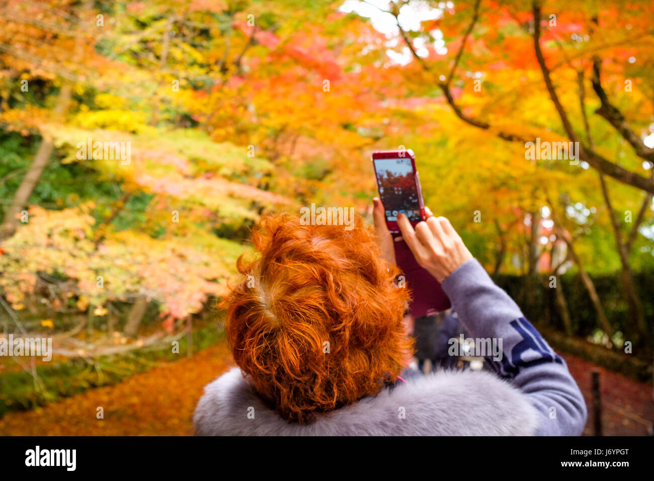 Eine Frau nimmt ein Foto auf der Blätter im Herbst in Kyoto, Japan. Stockfoto