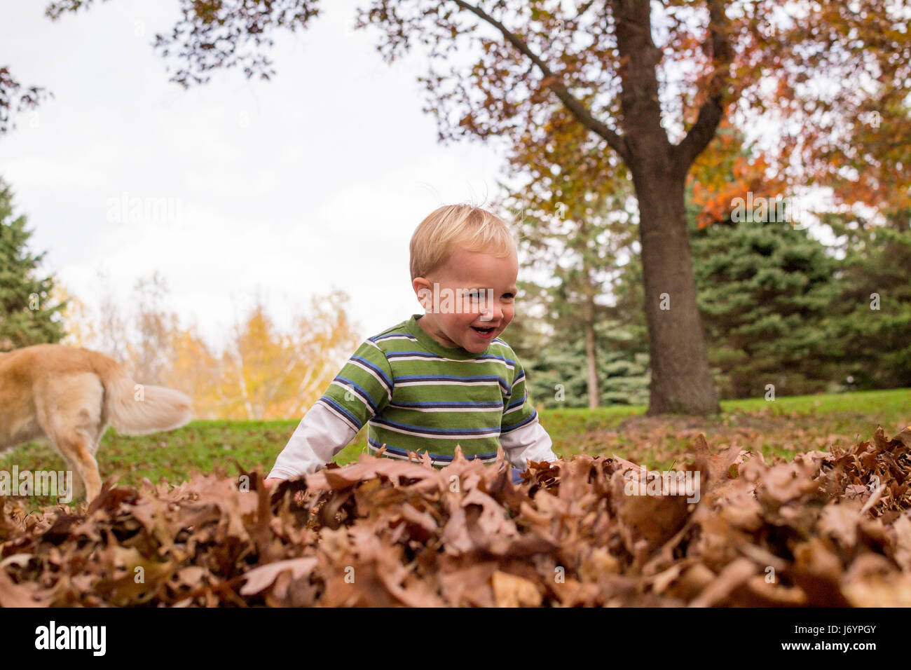 Junge spielt im Herbstlaub Stockfoto