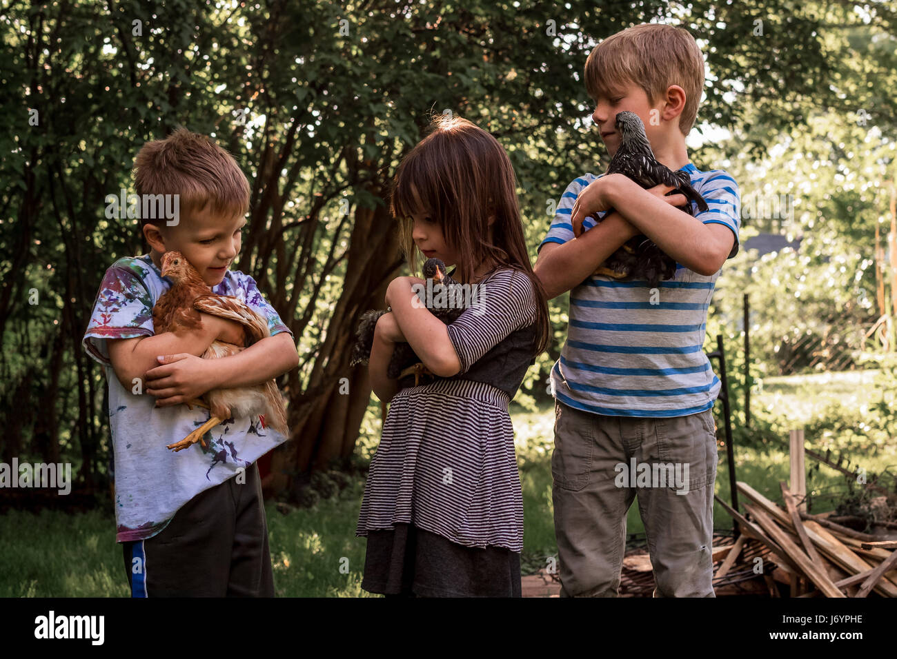 Drei Kinder halten Hühner Stockfoto