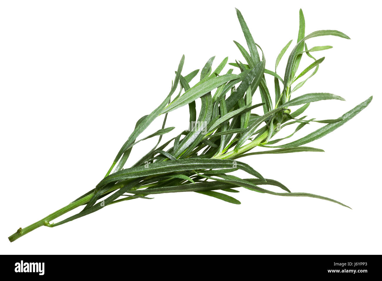 Frische französische Estragon (Artemisia Dracunculus). Clipping-Pfad, Ansicht von oben Stockfoto