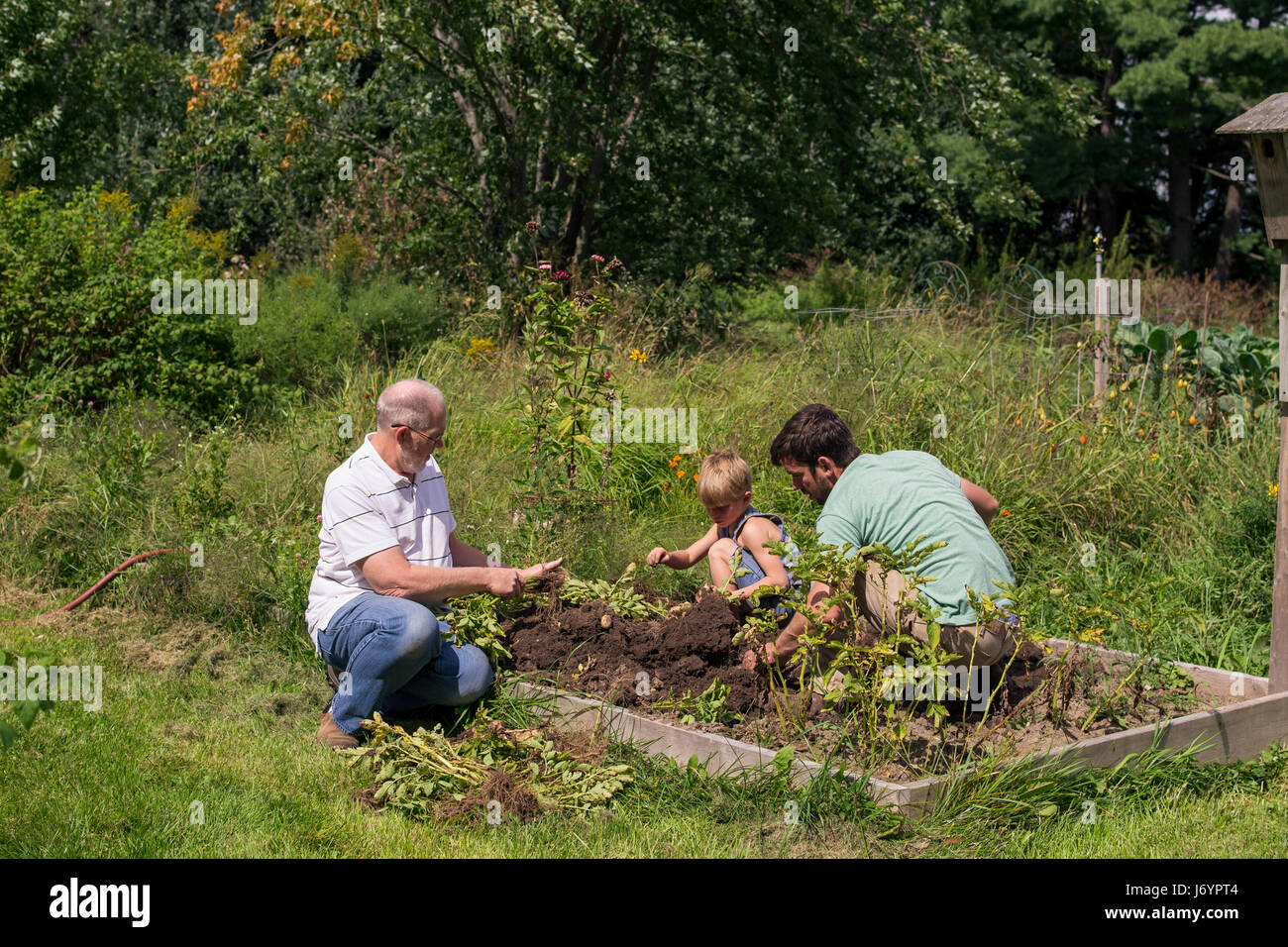 Drei Generationen von Männern, die in einem Garten arbeiten Stockfoto