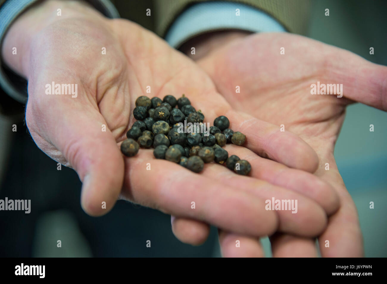 Die Gin mit importierten Wacholderbeeren am Helsinki Destillieren Unternehmen in Finnland Stockfoto