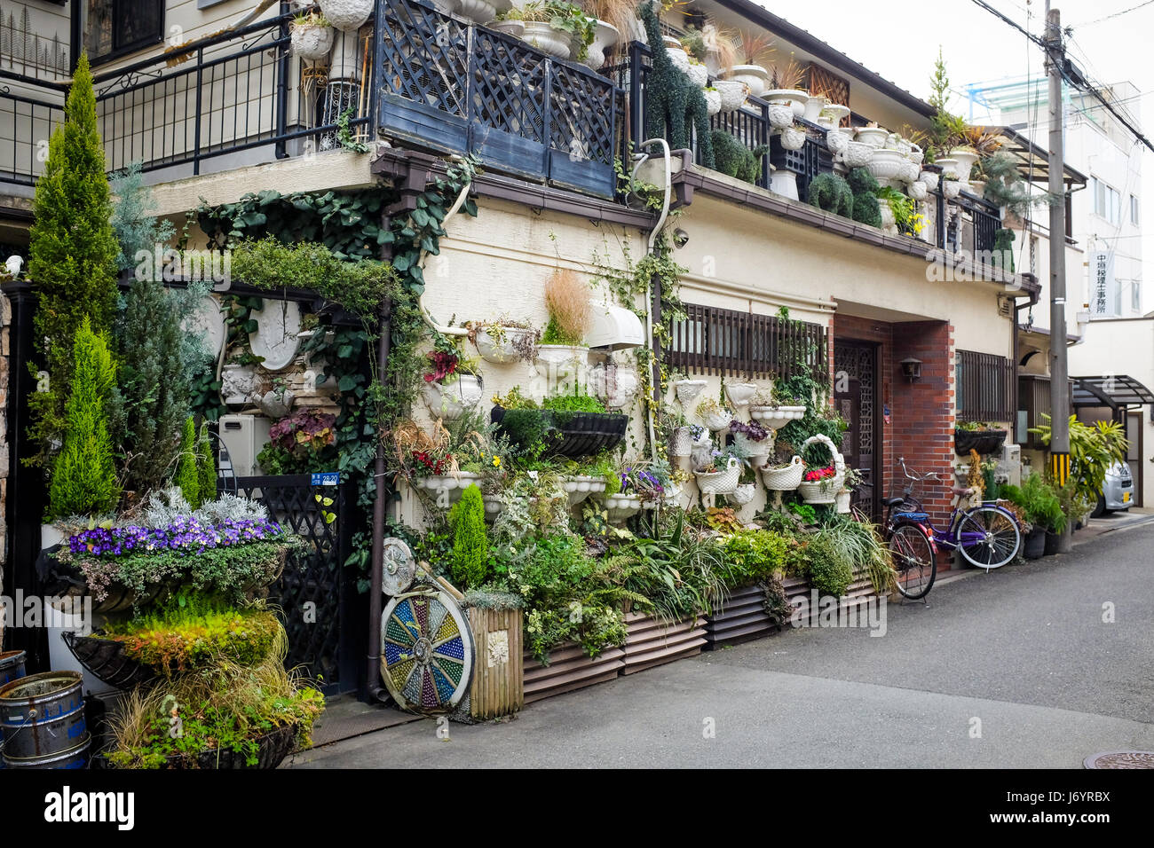 Zimmerpflanzen japan -Fotos und -Bildmaterial in hoher Auflsung  Alamy