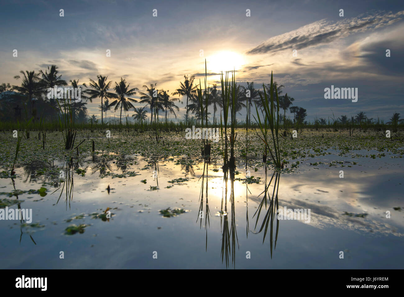 Sonnenaufgang über dem Feld nach Reis Ernte, Ubud, Bali, Indonesien Stockfoto