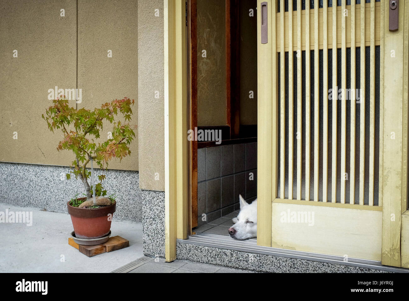Ein Hund in der Tür eines japanischen Hauses schlafen. Stockfoto