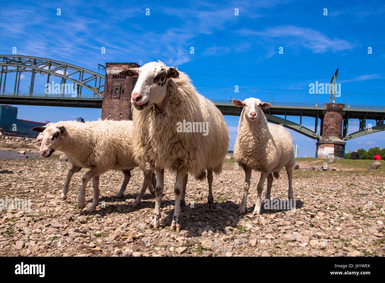 Deutschland, Köln, Schafe auf dem Rhein Wiesen im Stadtteil Poll, der südlichen Brücke. Stockfoto