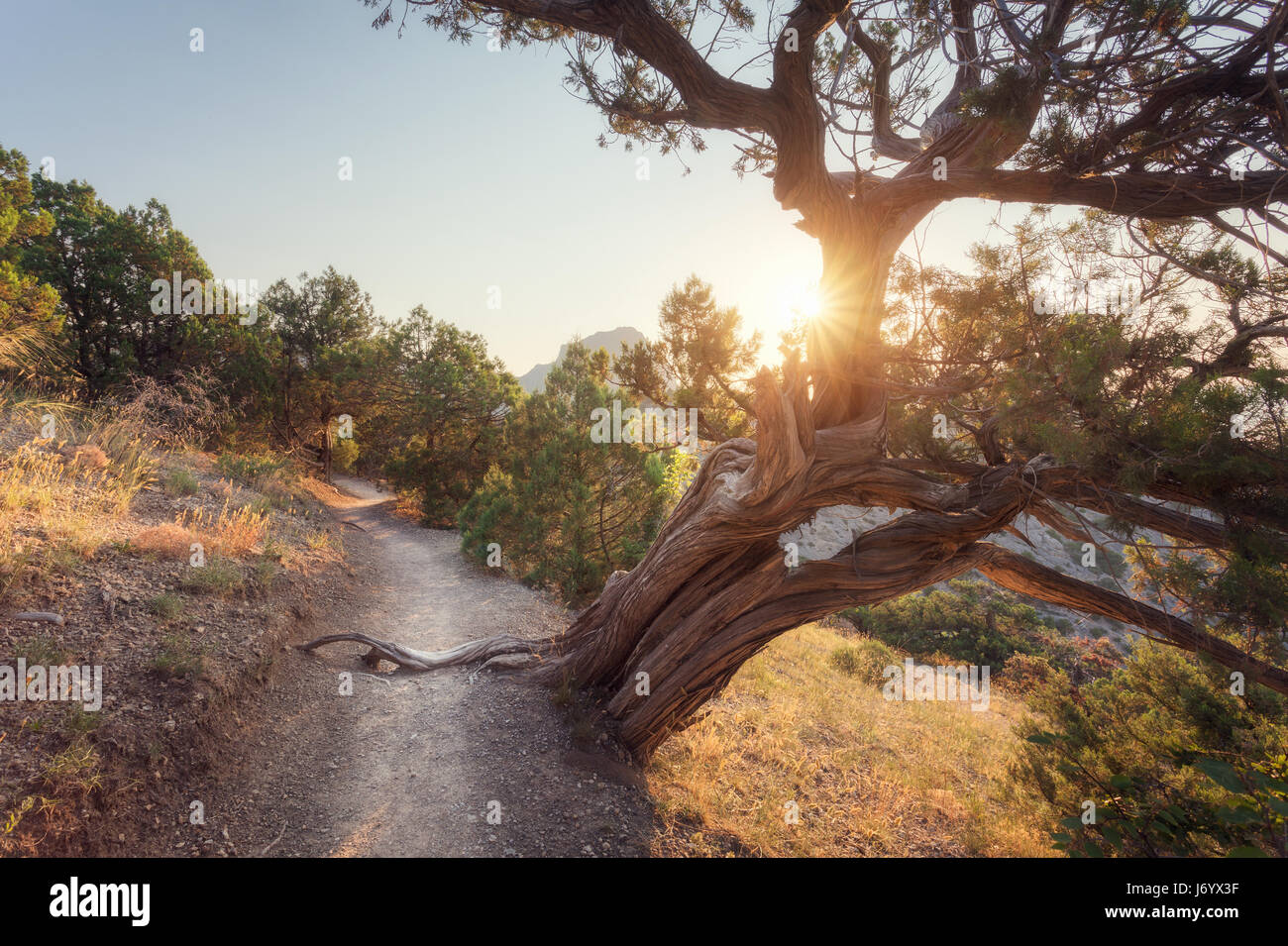 Mit alten Baum wächst auf dem Bergweg in grünen Wald mit gelben Sonne am Morgen im Sommer eine herrliche Aussicht. Bunte Landschaft bei Sonnenaufgang. TR Stockfoto
