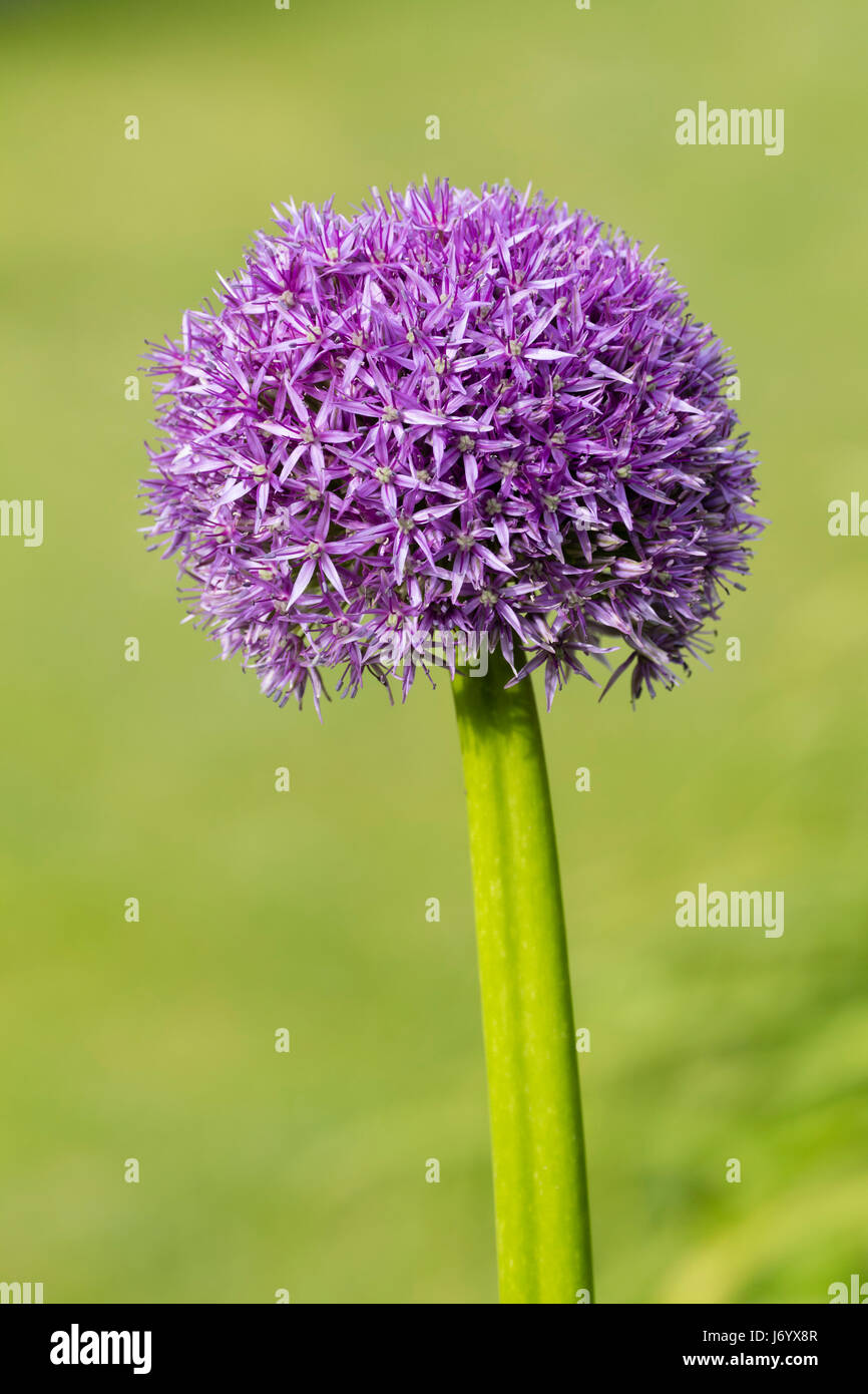 Frühsommer blühenden Kopf frosthart, ornamentale Zwiebel, Allium 'Globemaster' Stockfoto