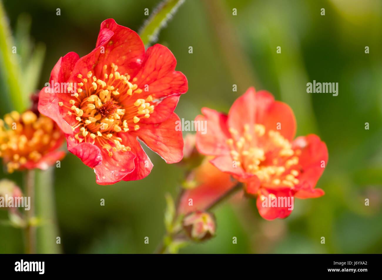 Roten Blüten und kontrastierenden gelben Staubbeuteln zeichnen die Blumen von der drahtige stemmed mehrjährige, Geum magellanicum Stockfoto