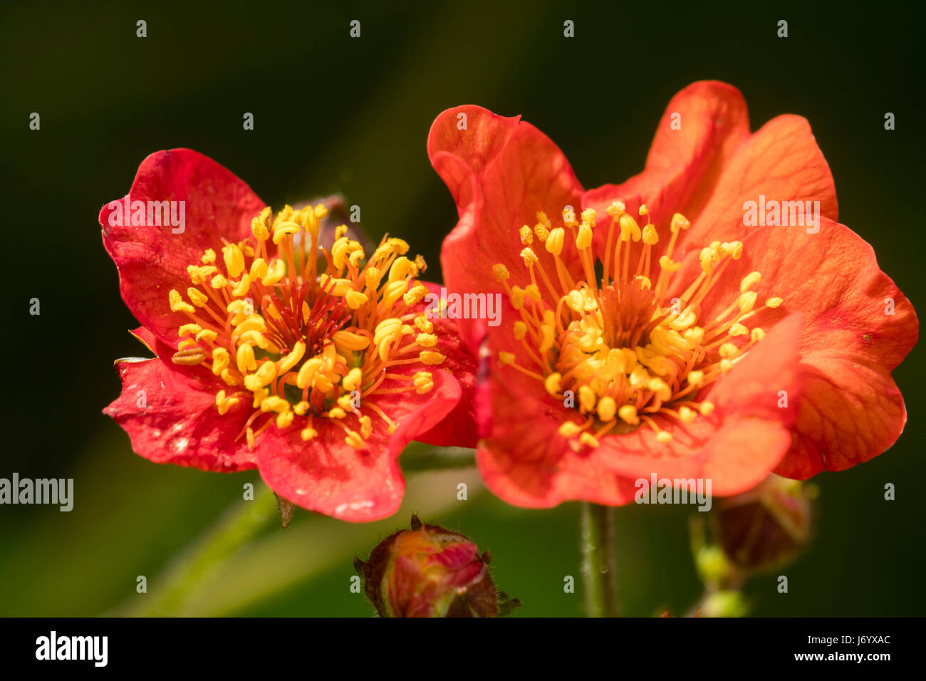 Roten Blüten und kontrastierenden gelben Staubbeuteln zeichnen die Blumen von der drahtige stemmed mehrjährige, Geum magellanicum Stockfoto