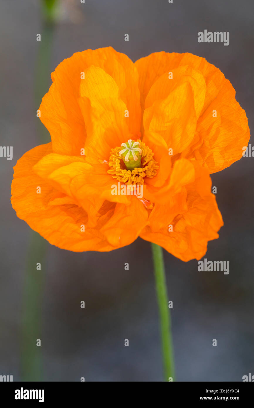 Zerknittert Blütenblätter einer orange Ingle Form des isländischen Mohns, Orange Stockfoto