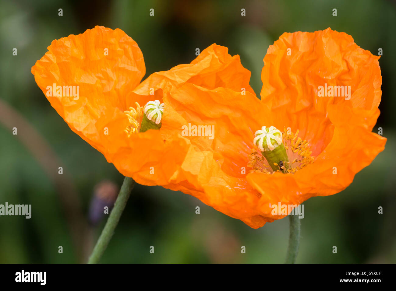 Zerknittert Blütenblätter einer orange Ingle Form des isländischen Mohns, Orange Stockfoto