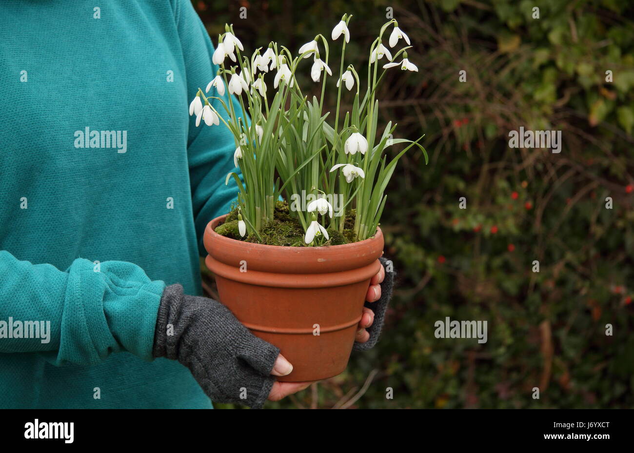 Schneeglöckchen (Galanthus Nivalis) underplanted mit Moos angezeigt in einem Terrakotta-Topf von weiblichen Gärtner für die Positionierung im Garten - Februar durchgeführt Stockfoto