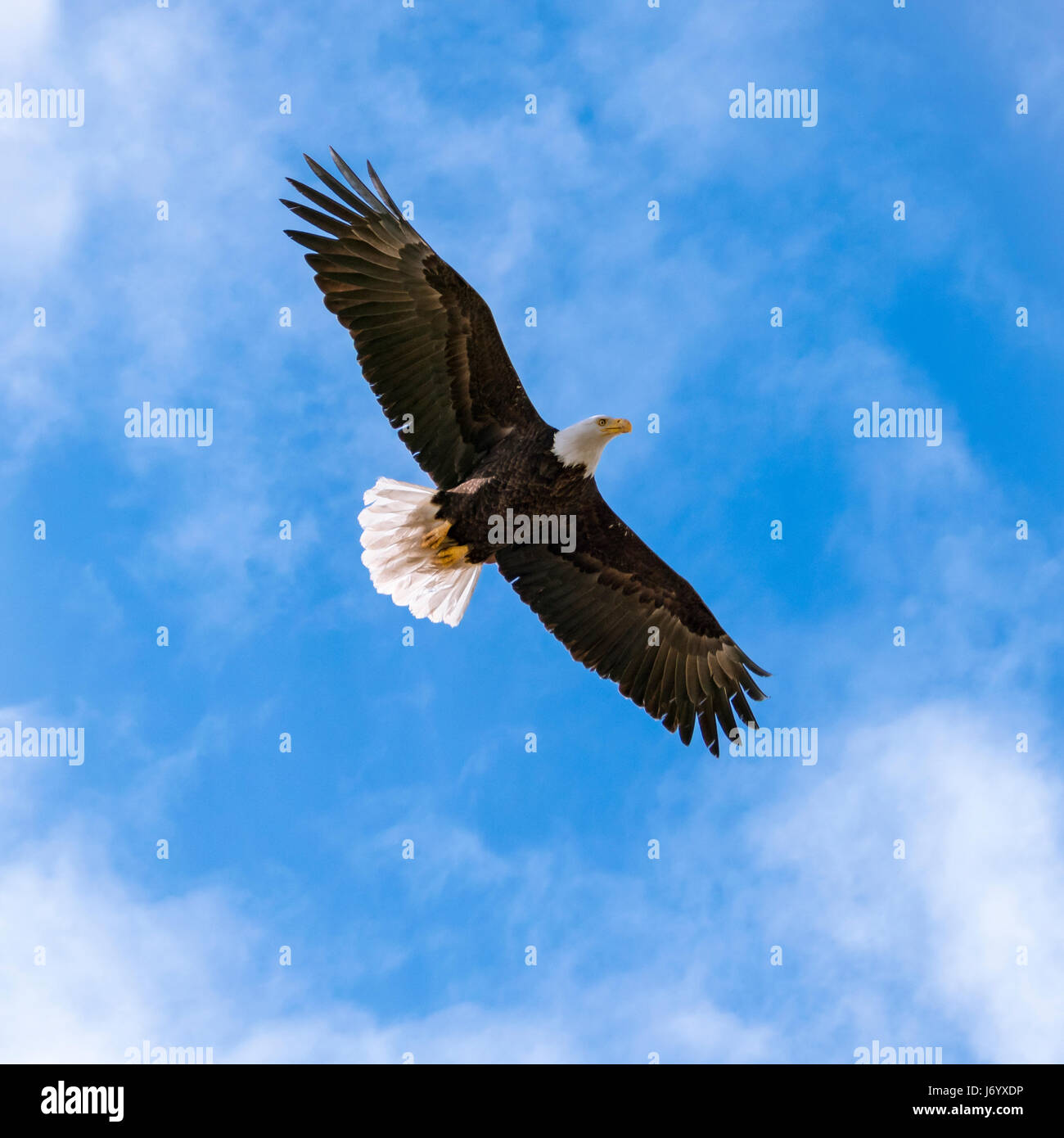 Amerikanische Wahrzeichen Vogel fliegt hoch steigenden blauen Himmel mit massiven Spannweite Stockfoto