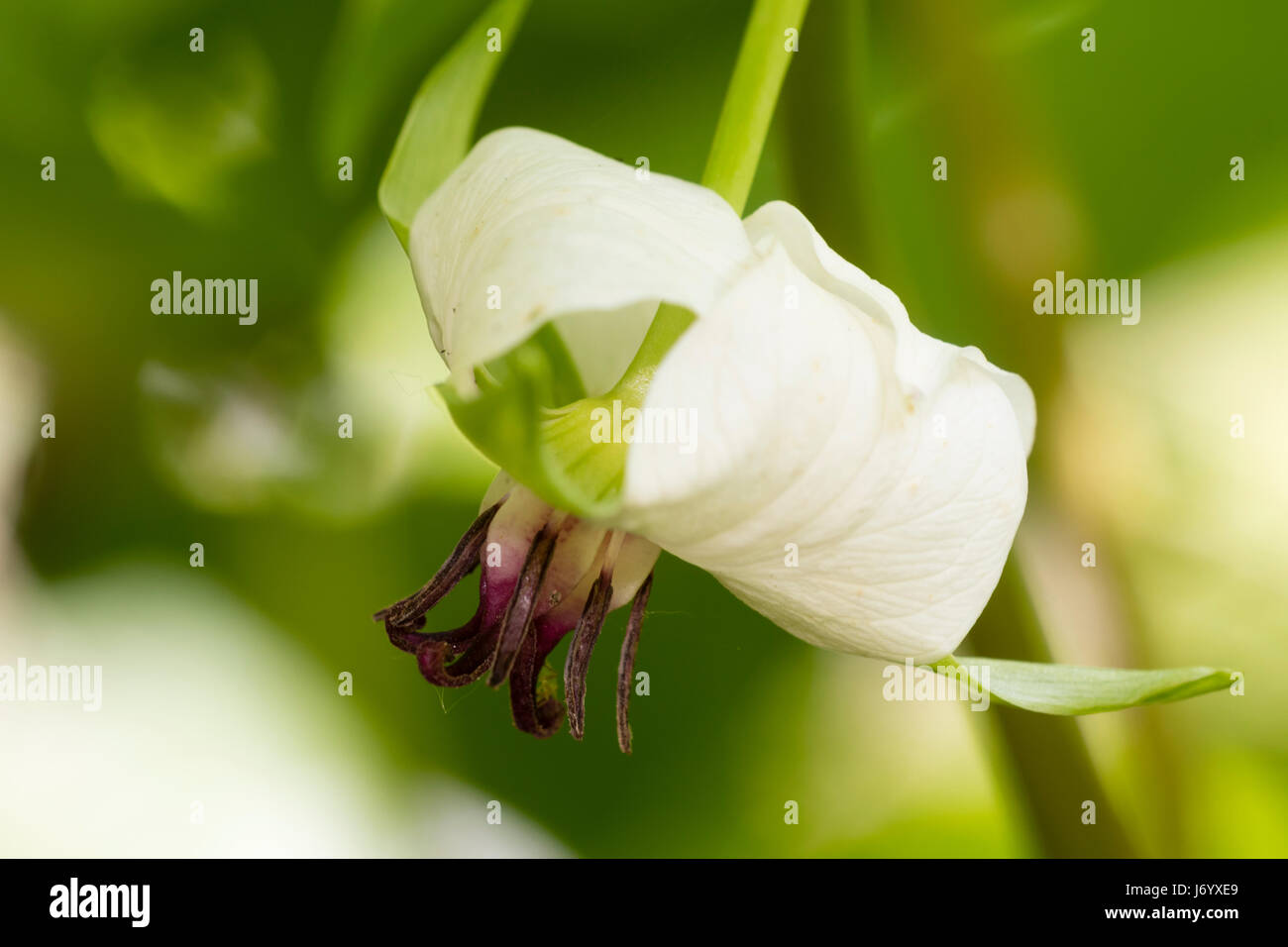 Weiße und rote Blüten nickend Wake Robin, Trillium Cernuum sind unter Laub versteckt. Stockfoto